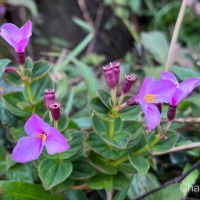 Sonerila robusta Arn.